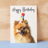 Birthday Card For Her Card For Friend Mum or Sister Birthday Card For Him Brother Dad Happy Birthday Card of Pomeranian Dog Birthday Card - Small (4x6) / Blank Message