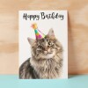 Birthday Card For Anyone Birthday Card For Friend Birthday Card For Her or For Him Persian Longhair Cat Birthday Card For Son or Daughter - Small (4x6) / Blank Message