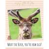 Birthday Card - Deer Humour Funny