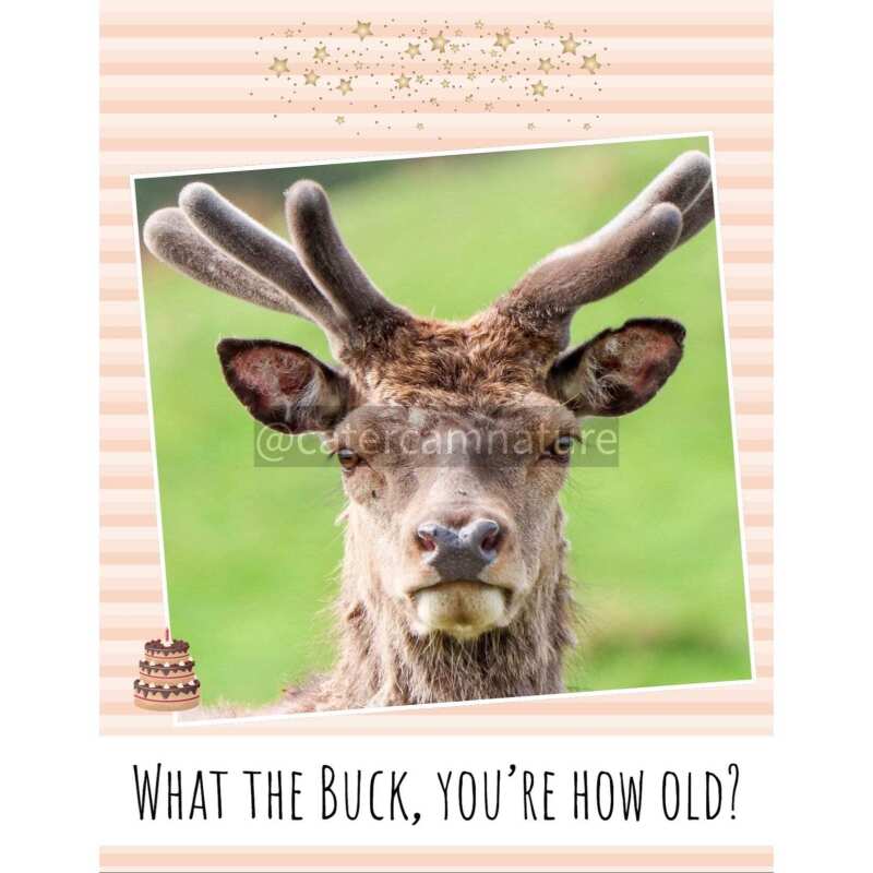 Birthday Card - Deer Humour Funny