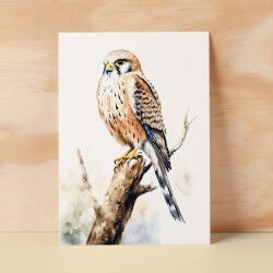 Kestrel Notelet Card For Anyone Any Occasion Card For Her or For Him 5x7, A6 Card For Birthday or Easter Card Thank You Card Wildlife - Small (4x6) / Blank Message