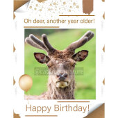 Birthday Card Deer Animals Humour