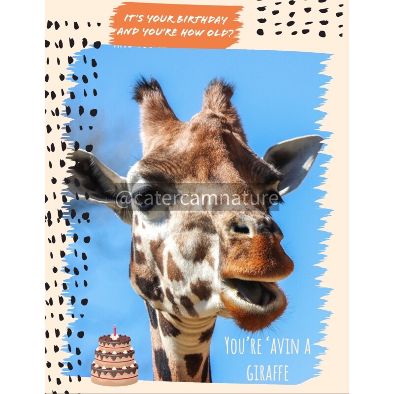 Birthday Card - Giraffe Humour