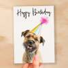 Birthday Card For Her Card For Friend Mum or Sister Birthday Card For Him Brother Dad Happy Birthday Card of Border Terrier Dog Card - Small (4x6) / Blank Message