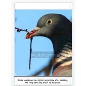 New Home Pigeon Card Funny Humour Pun