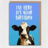 I've herd it's your birthday funny cow, farm animal, pun birthday card for adults, children, kids, friend, mate (Size A6/A5/A4/Square 6x6") - A6: Single card