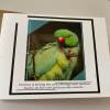 Birthday Card - Cost of Living Funny Humour Birds Parrot