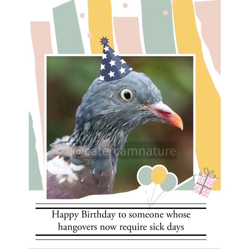 Birthday Card Pigeon Humour Music Pun Funny