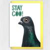 Funny pigeon, bird stay cool birthday card for children, child, boy, girl, grandson, granddaughter: Stay coo! (Size A6/A5/A4/Square 6x6") - A6: Single card