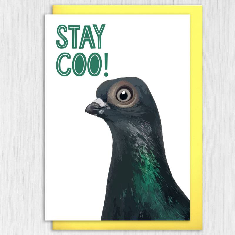 Funny pigeon, bird stay cool birthday card for children, child, boy, girl, grandson, granddaughter: Stay coo! (Size A6/A5/A4/Square 6x6") - A6: Single card