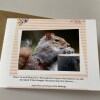 Birthday Card Squirrel Humour Pun Funny