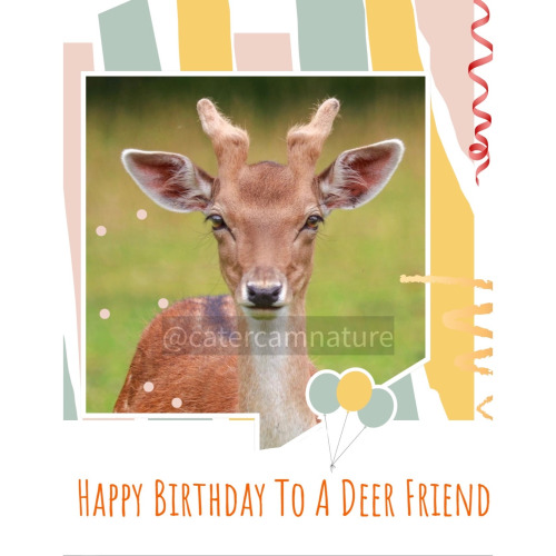 Happy Birthday -Deer Friend