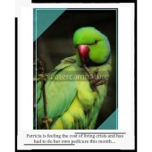 Birthday Card - Cost of Living Funny Humour Birds Parrot