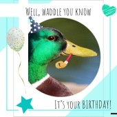 Birthday - Duck